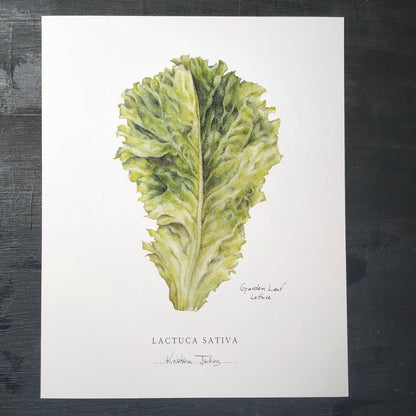 Garden Leaf Lettuce - Botanical Art print