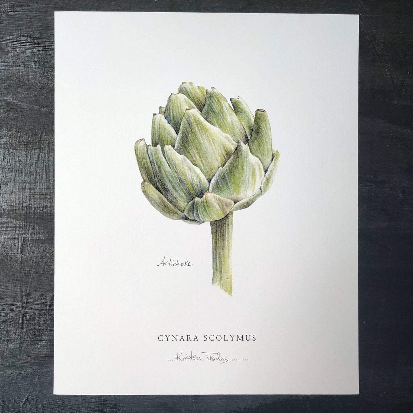 Artichoke - Botanical Art Print