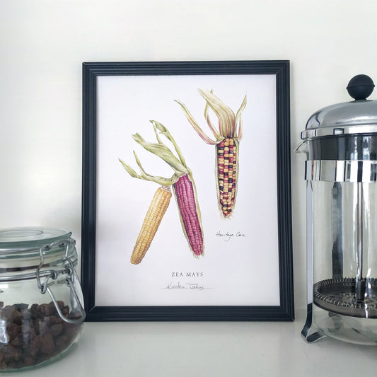 Heritage Corn - Botanical Art print