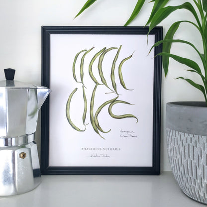 Homegrown Green Beans - Botanical Art print