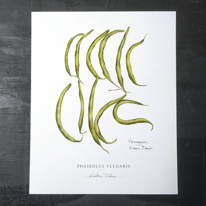 Homegrown Green Beans - Botanical Art print