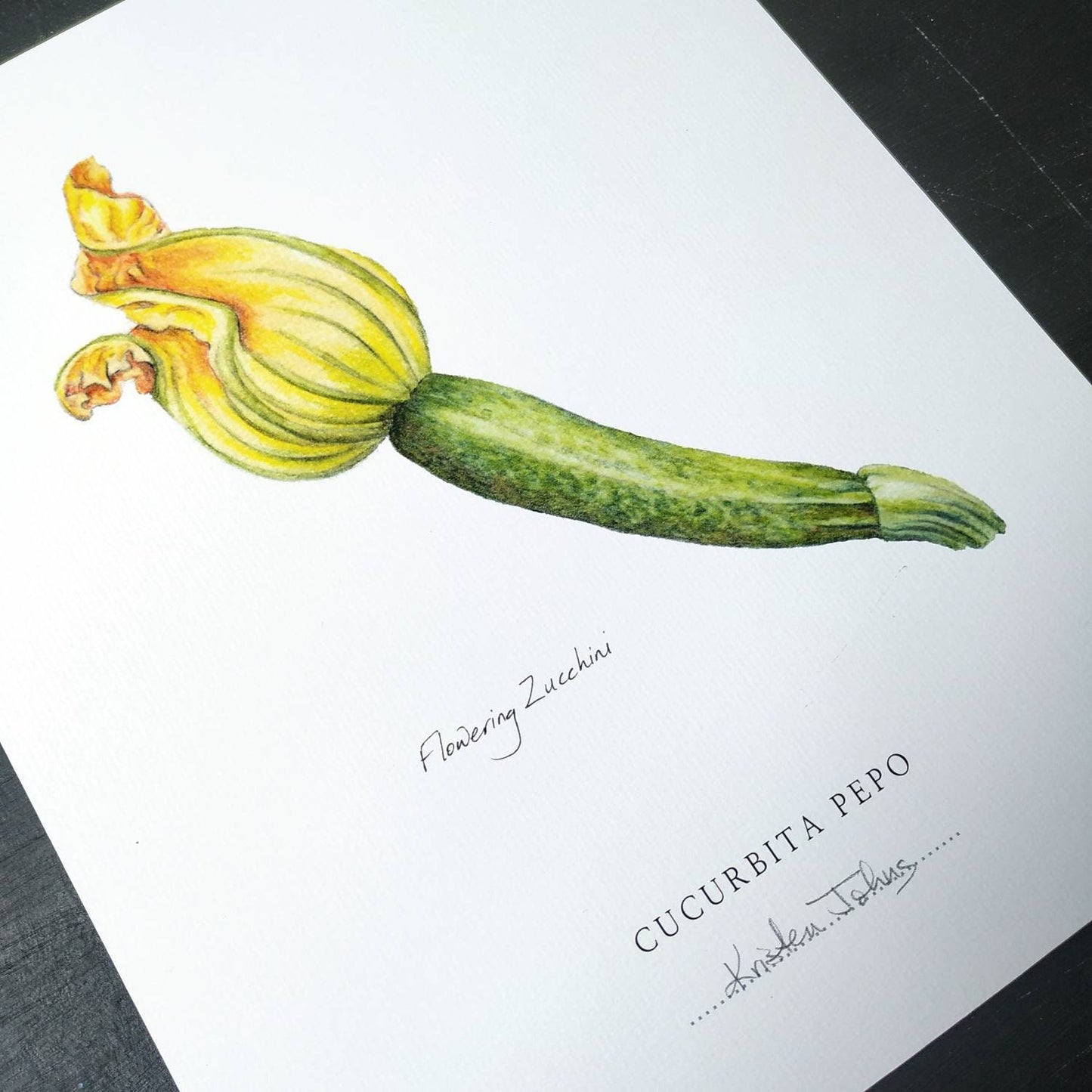 Flowering Zucchini - Botanical Art print