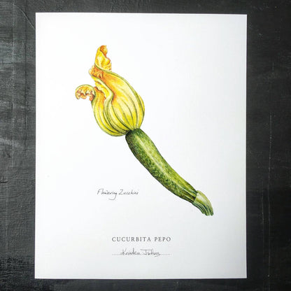 Flowering Zucchini - Botanical Art print