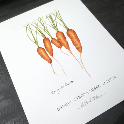 Homegrown Carrots - Botanical Art print