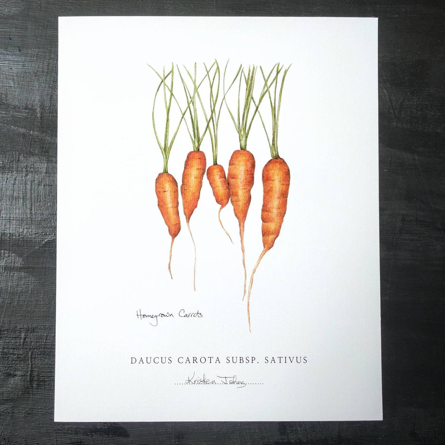 Homegrown Carrots - Botanical Art print