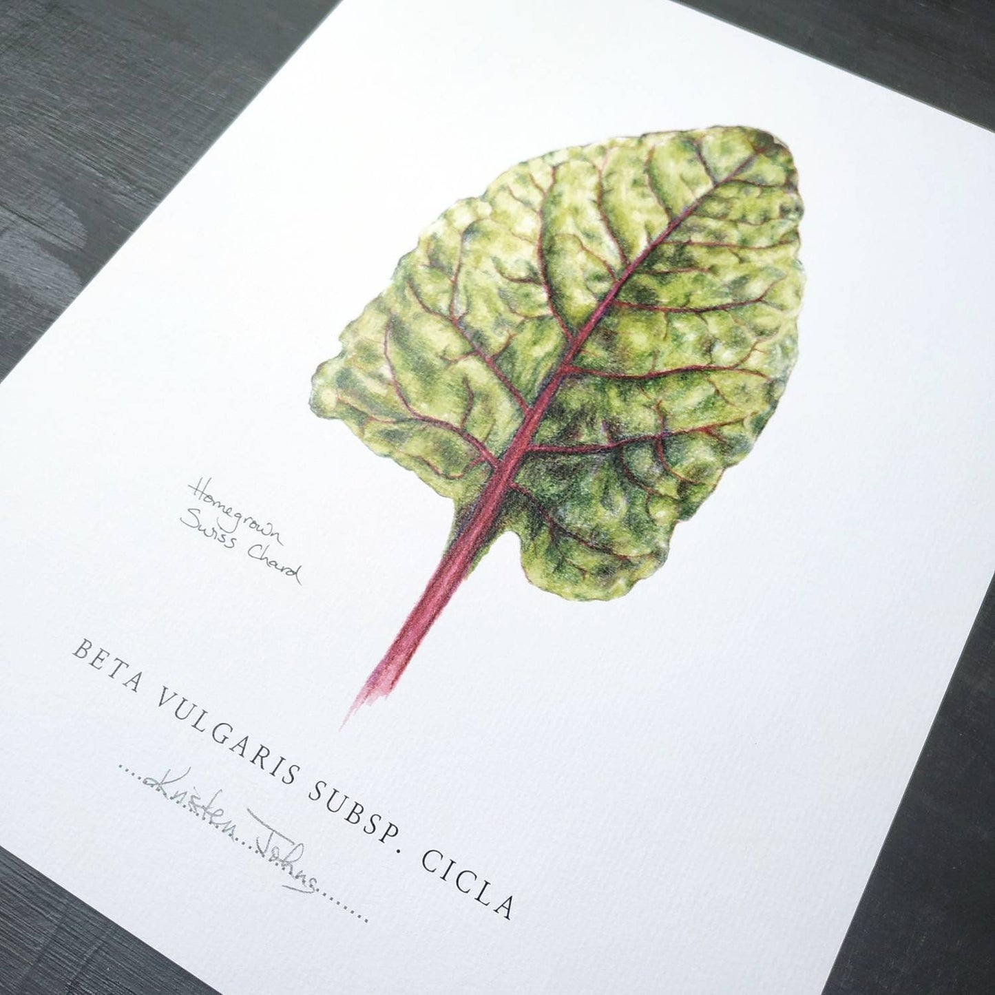 Swiss Chard Botanical Art print, by Kristen Johns, 8x10 inches, kitchen art for the plant loving home