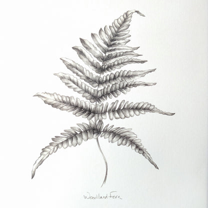 Fern - Botanical Art Print