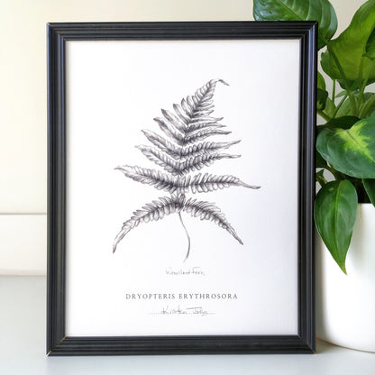 Fern - Botanical Art Print