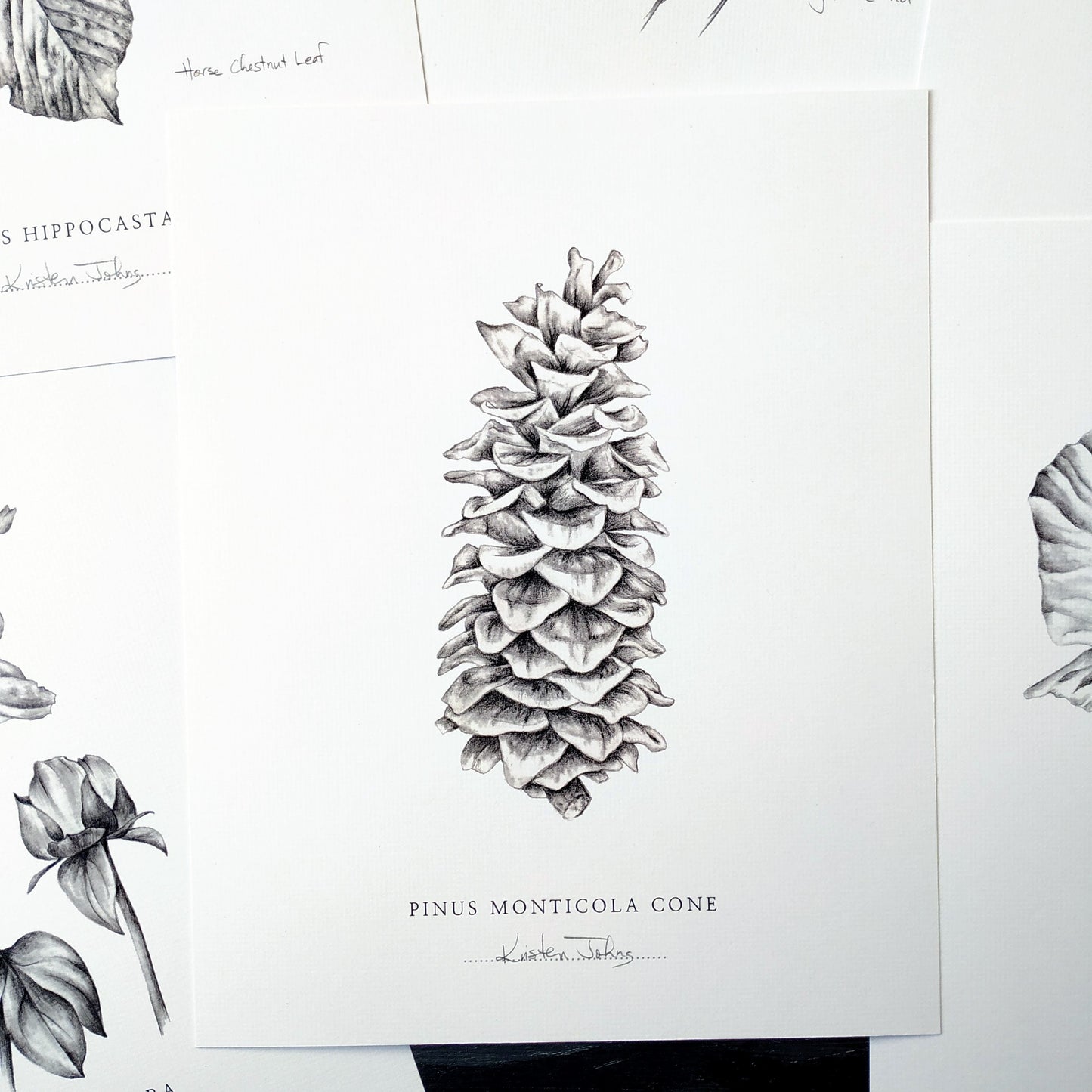 Pinecone - Botanical Art Print