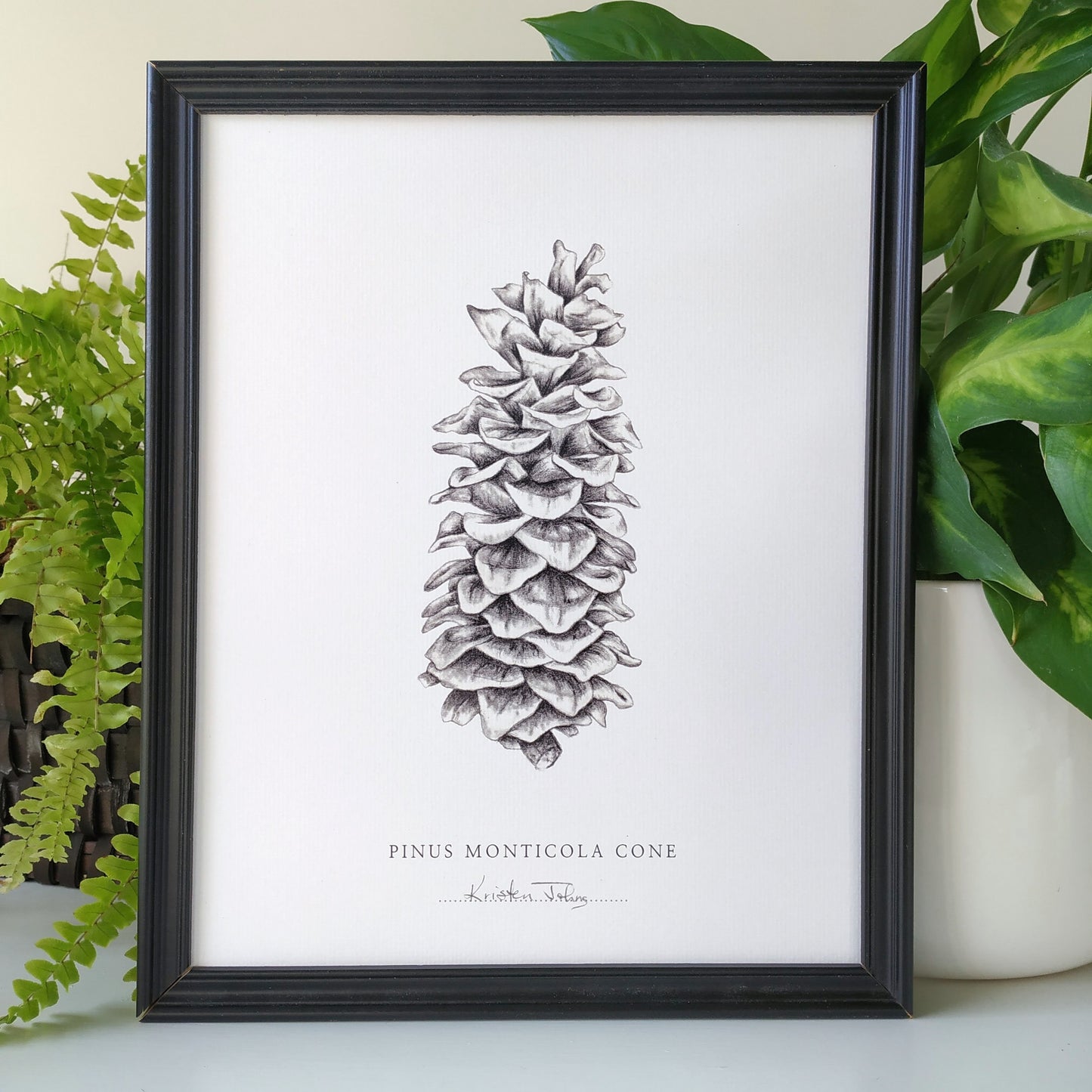 Pinecone - Botanical Art Print