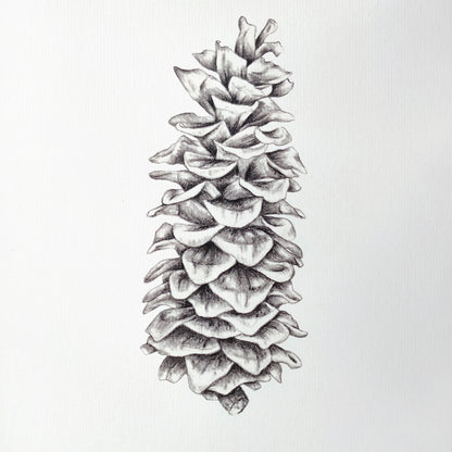 Pinecone - Botanical Art Print