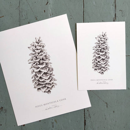 Pinecone - Botanical Art Print