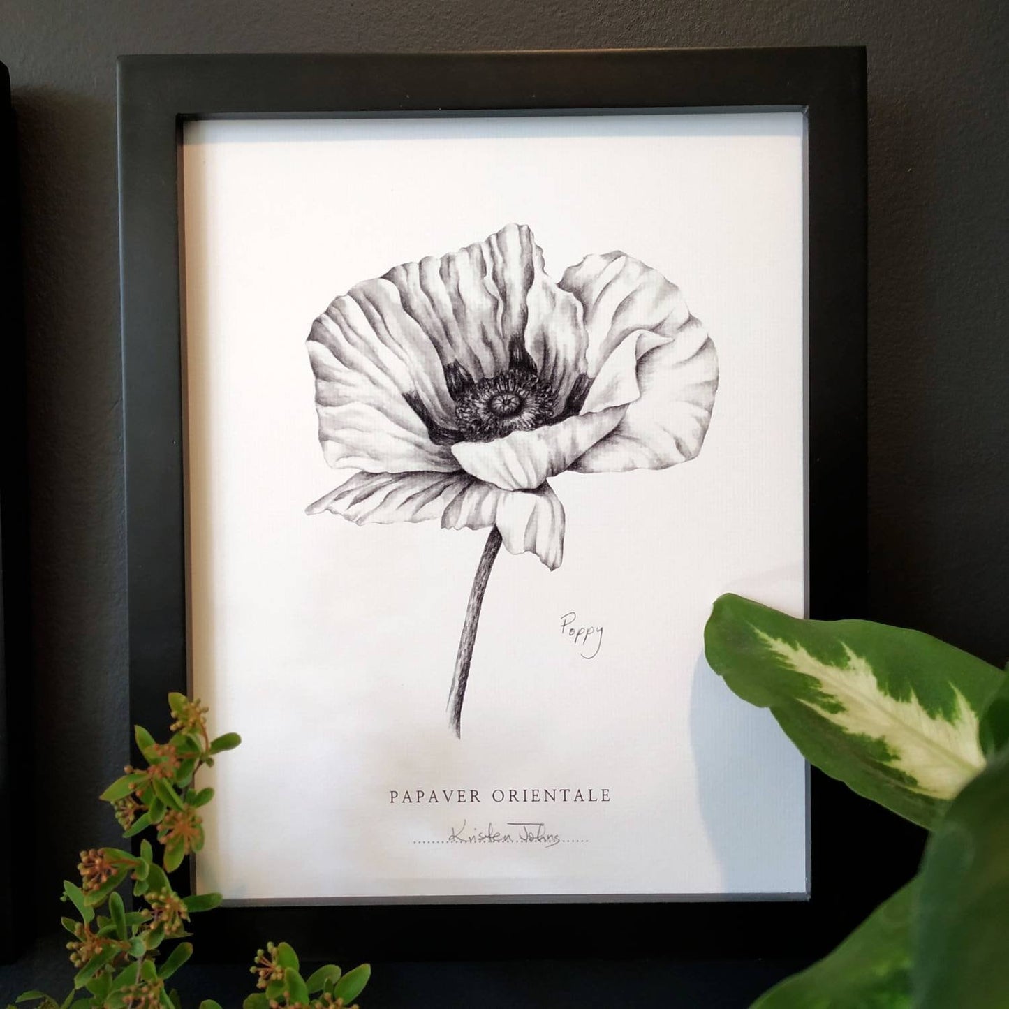 Poppy flower - Botanical Art Print