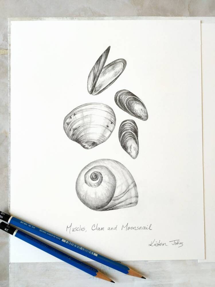 West Coast Sea Shells (part 1) - an original graphite drawing by Kristen Johns, for the nature lover and beachcomber