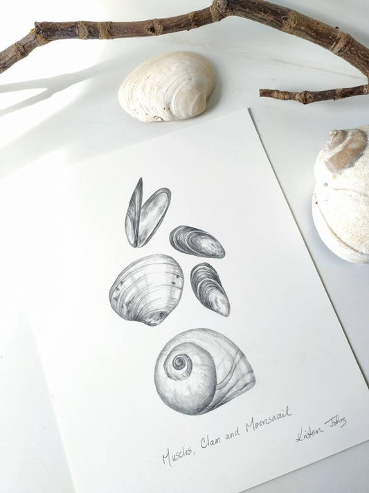 West Coast Sea Shells (part 1) - an original graphite drawing by Kristen Johns, for the nature lover and beachcomber