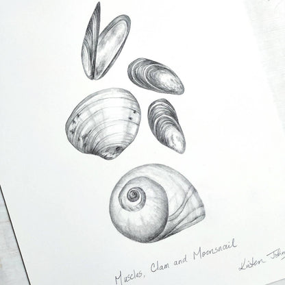 West Coast Sea Shells (part 1) - an original graphite drawing by Kristen Johns, for the nature lover and beachcomber