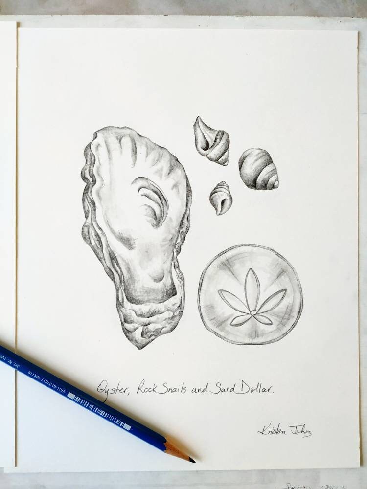 West Coast Sea Shells  (part 2) - an original graphite drawing by Kristen Johns, for the nature lover and beachcomber