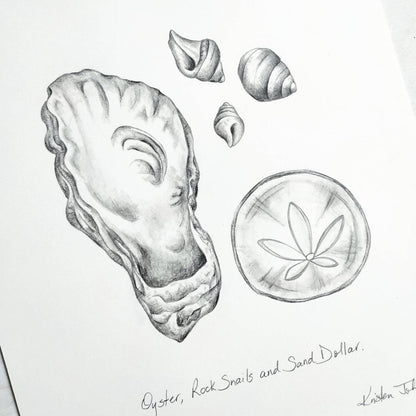 West Coast Sea Shells  (part 2) - an original graphite drawing by Kristen Johns, for the nature lover and beachcomber