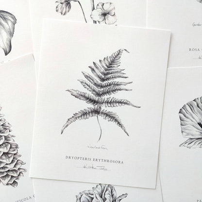 Fern - Botanical Art Print