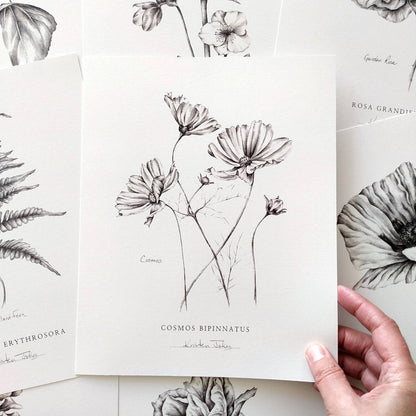 Cosmos flowers - Botanical Art Print