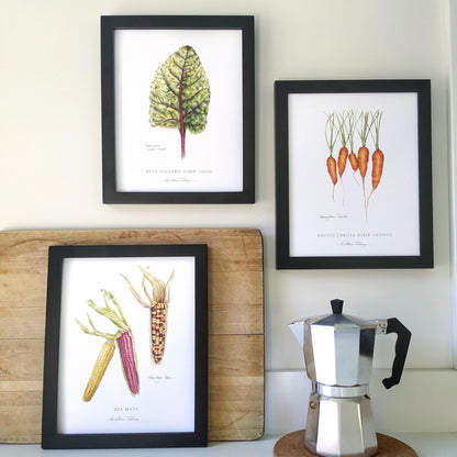 Set of 3 Vegetable Botanical Art Prints