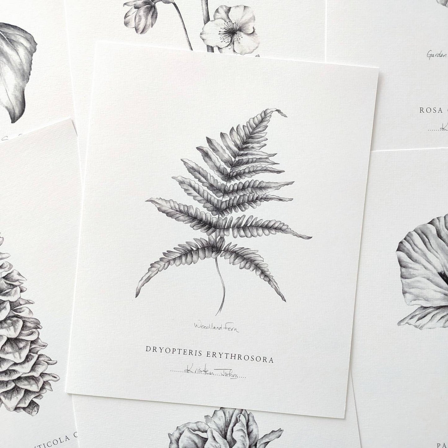 Set of 4, Botanical Art Prints - choose from 15 plants