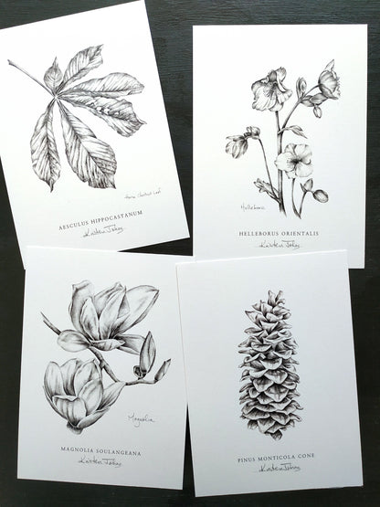 Set of 4, Botanical Art Prints - choose from 15 plants