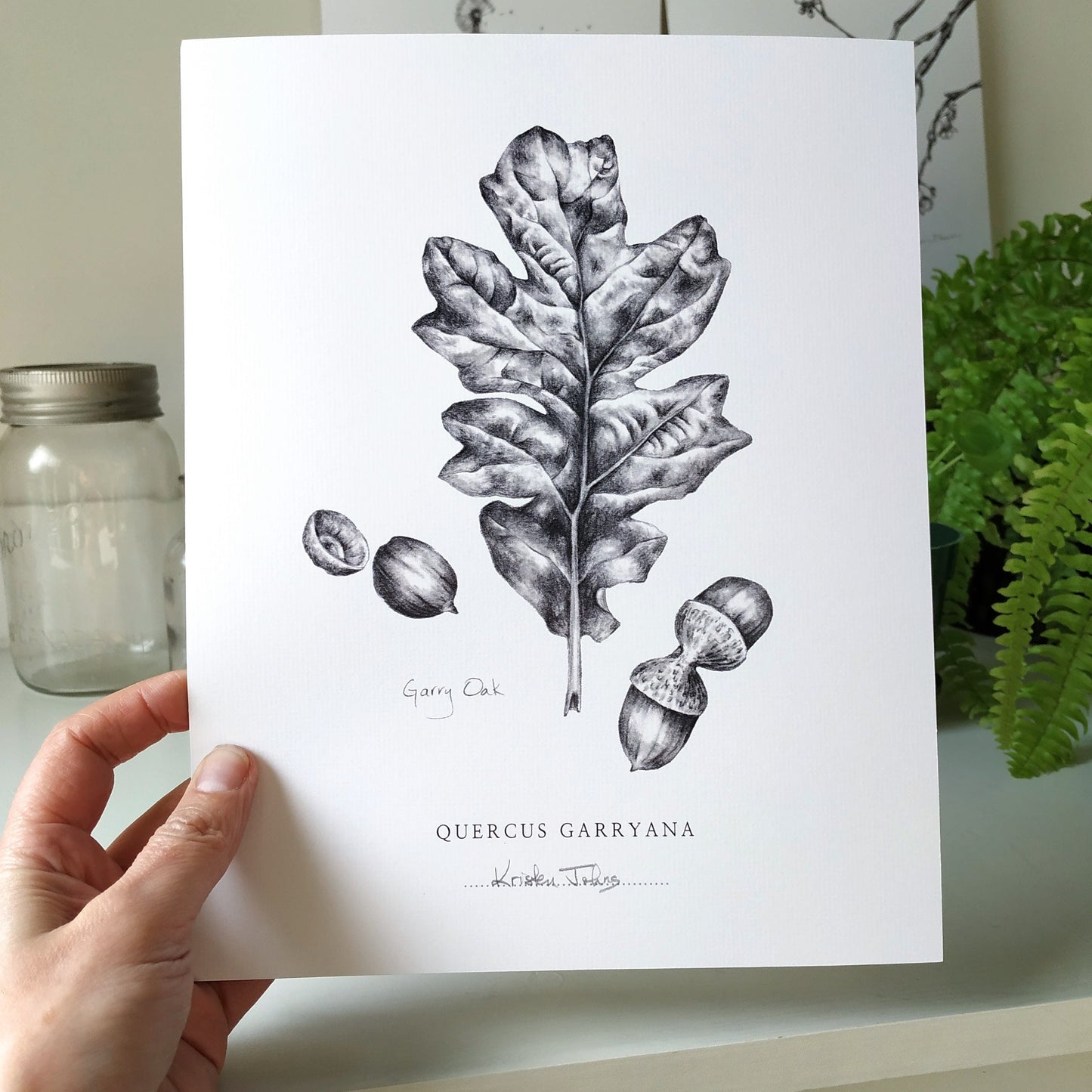 Oak Leaf - Botanical Art Print