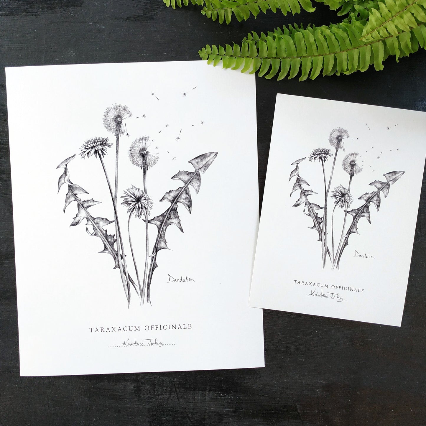 Dandelion flowers & seeds - Botanical Art Print