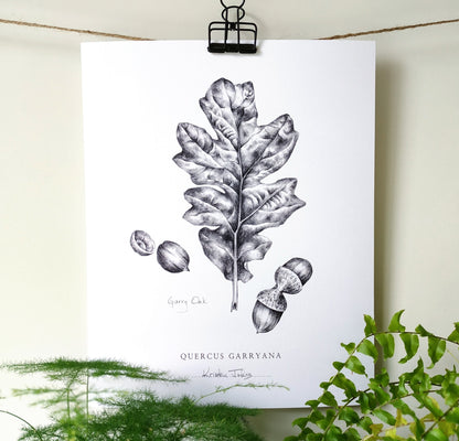 Oak Leaf - Botanical Art Print