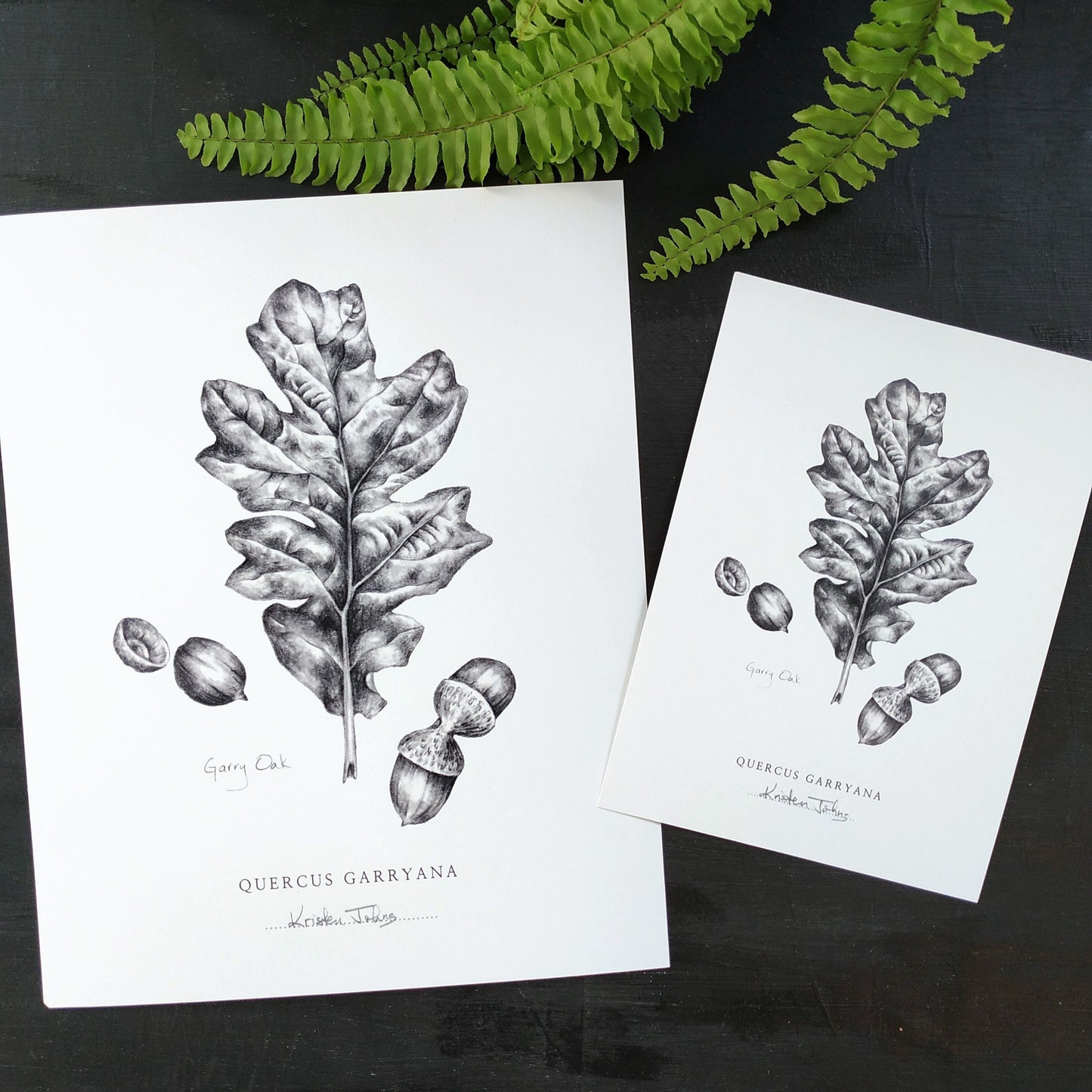 Oak Leaf - Botanical Art Print