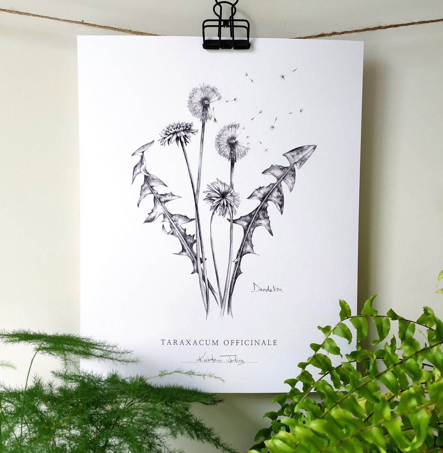 Dandelion flowers & seeds - Botanical Art Print