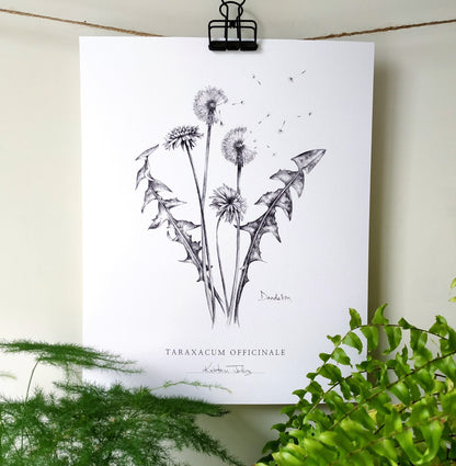 Dandelion flowers & seeds - Botanical Art Print