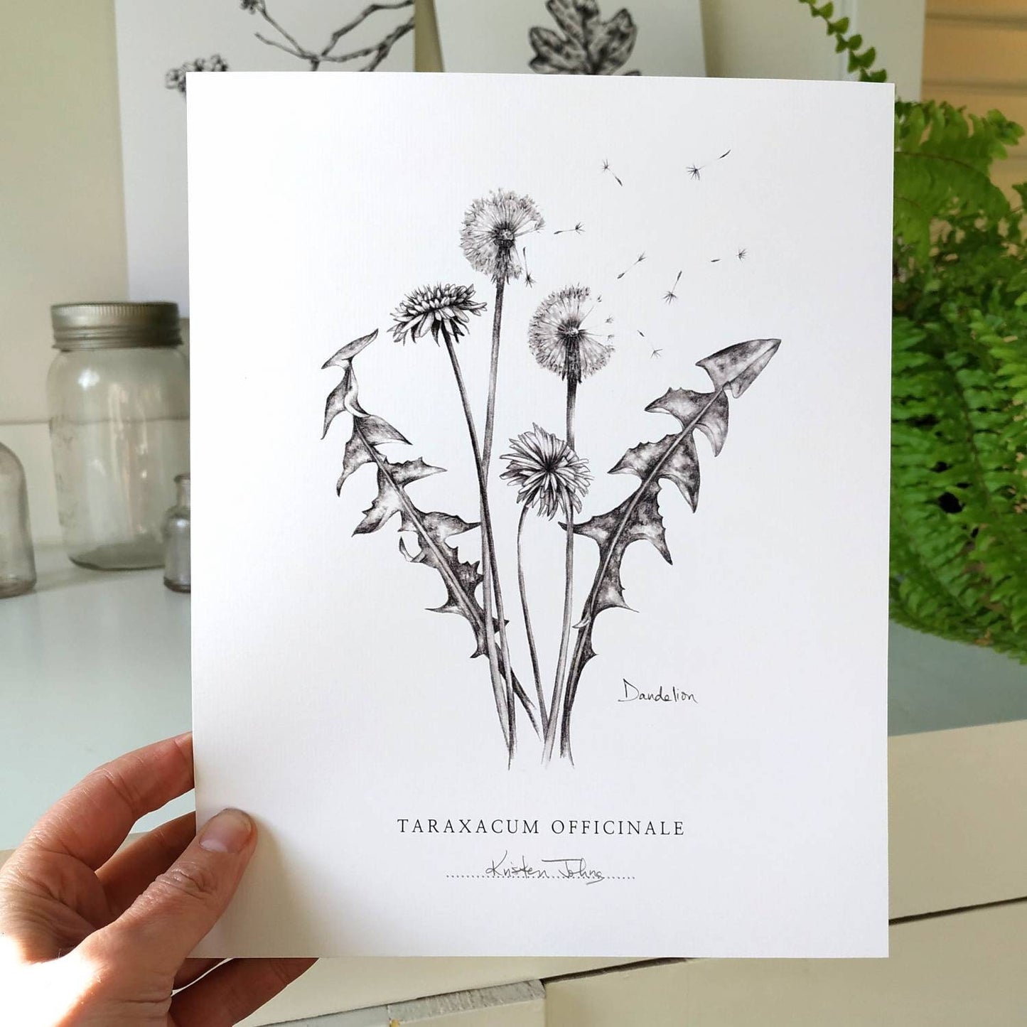 Dandelion flowers & seeds - Botanical Art Print