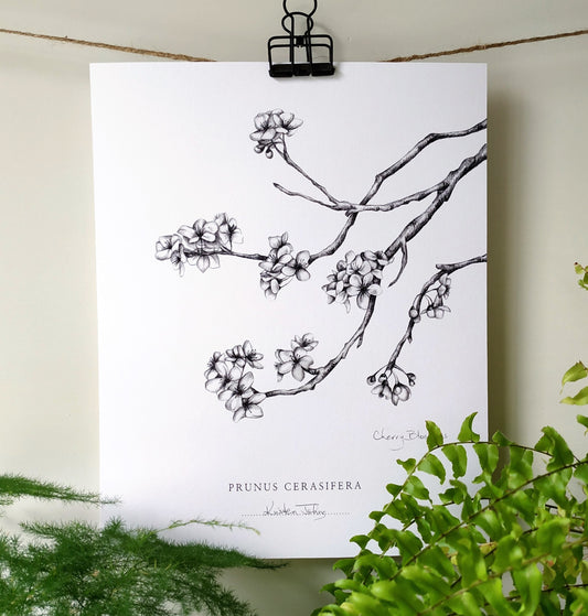 Cherry Blossoms - Botanical Art Print