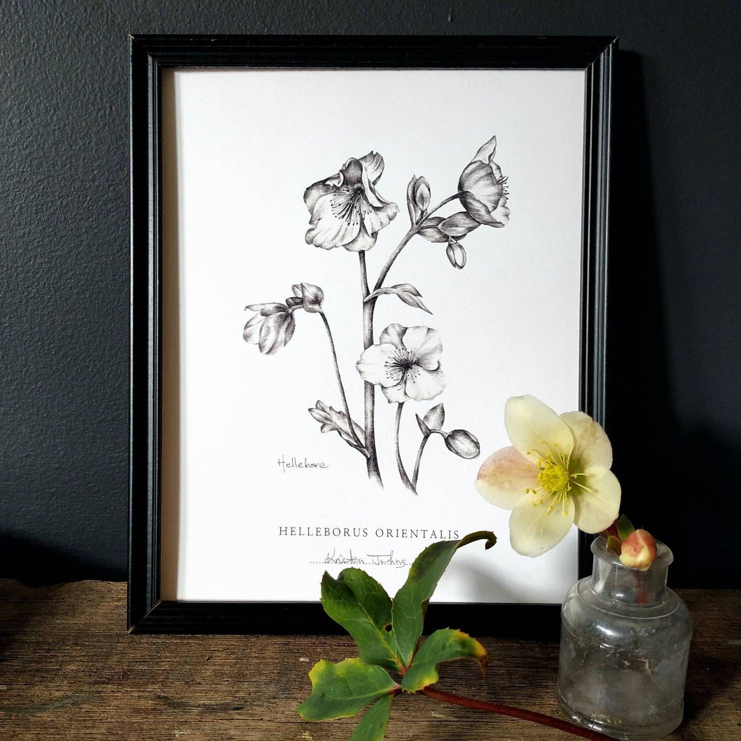 Hellebore flower - Botanical Art Print