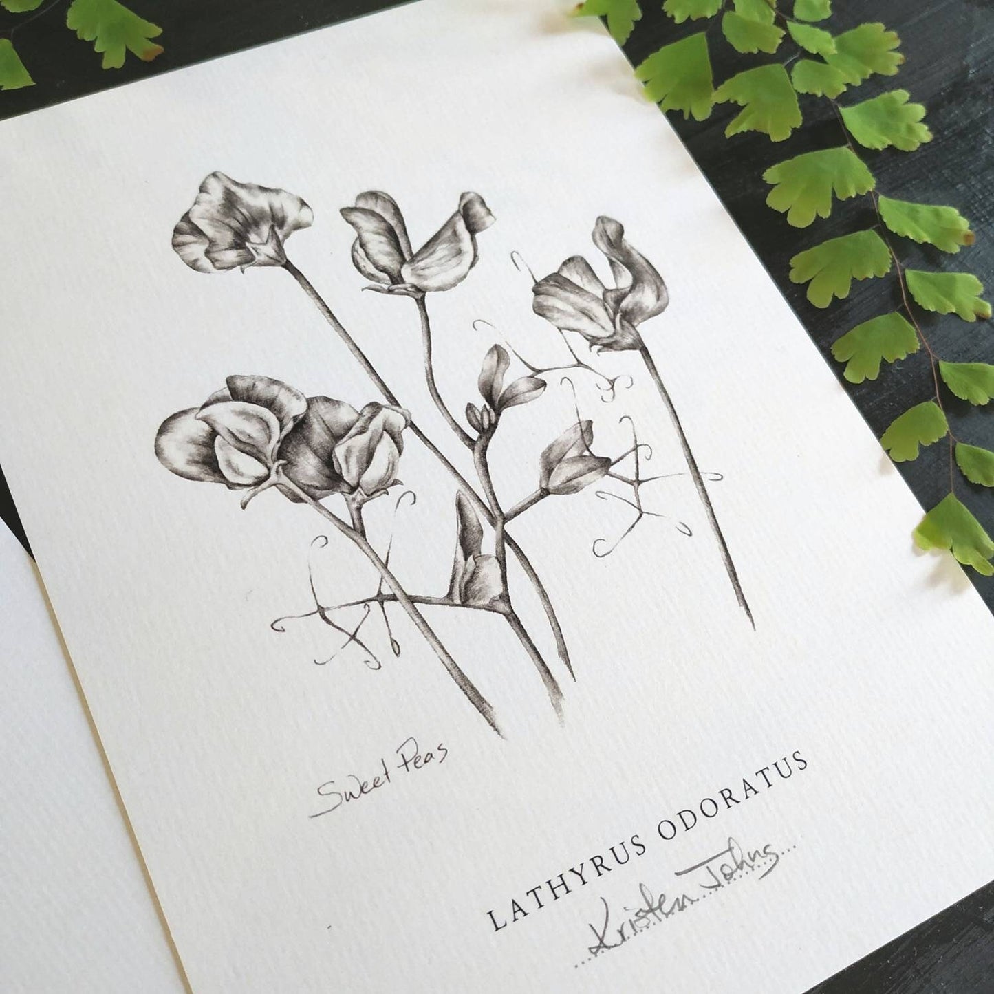 Sweet Peas Botanical Art print by Kristen Johns, in graphite, wall art or gift for the gardener or flower lover