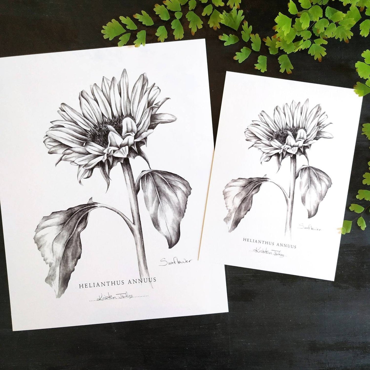 Sunflower - Botanical Art Print