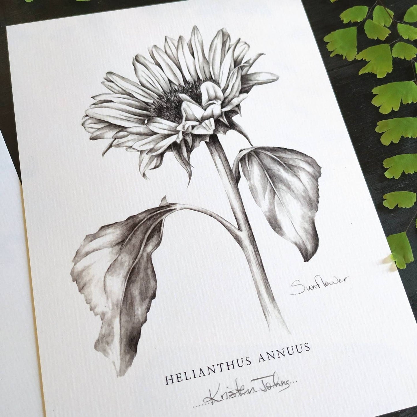 Sunflower - Botanical Art Print