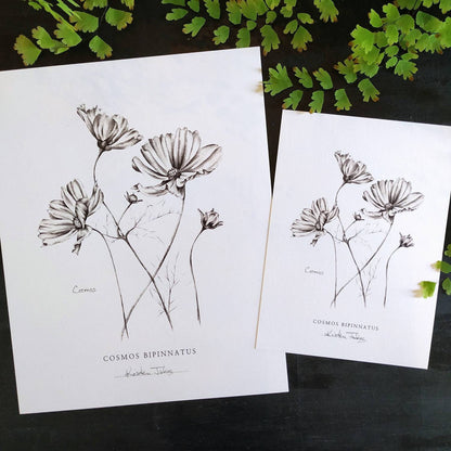 Cosmos flowers - Botanical Art Print