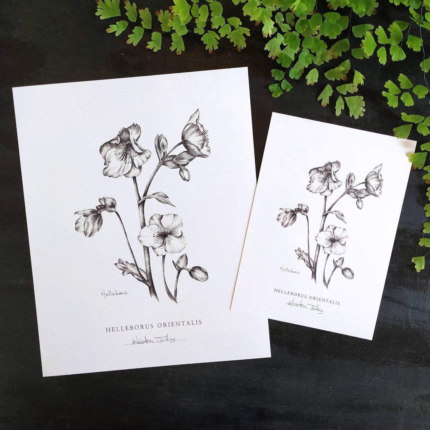 Hellebore flower - Botanical Art Print