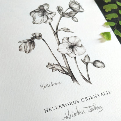 Hellebore flower - Botanical Art Print