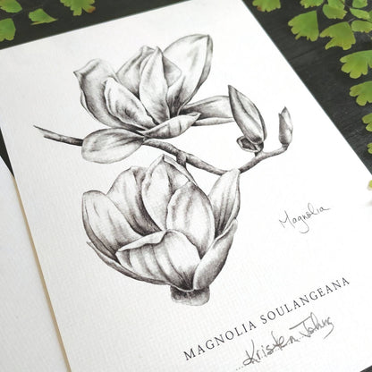 Magnolia flower - Botanical Art print