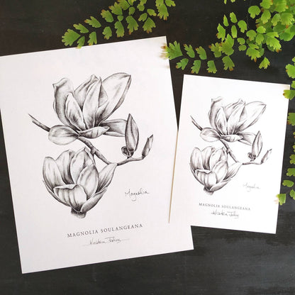 Magnolia flower - Botanical Art print