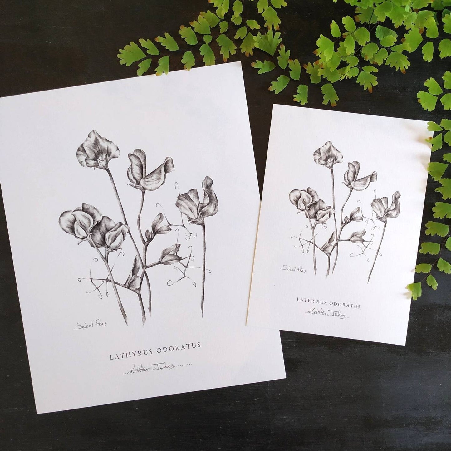 Sweet Peas Botanical Art print by Kristen Johns, in graphite, wall art or gift for the gardener or flower lover