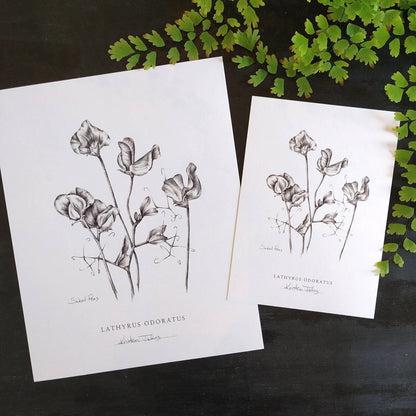 Sweet Peas - Botanical Art Print