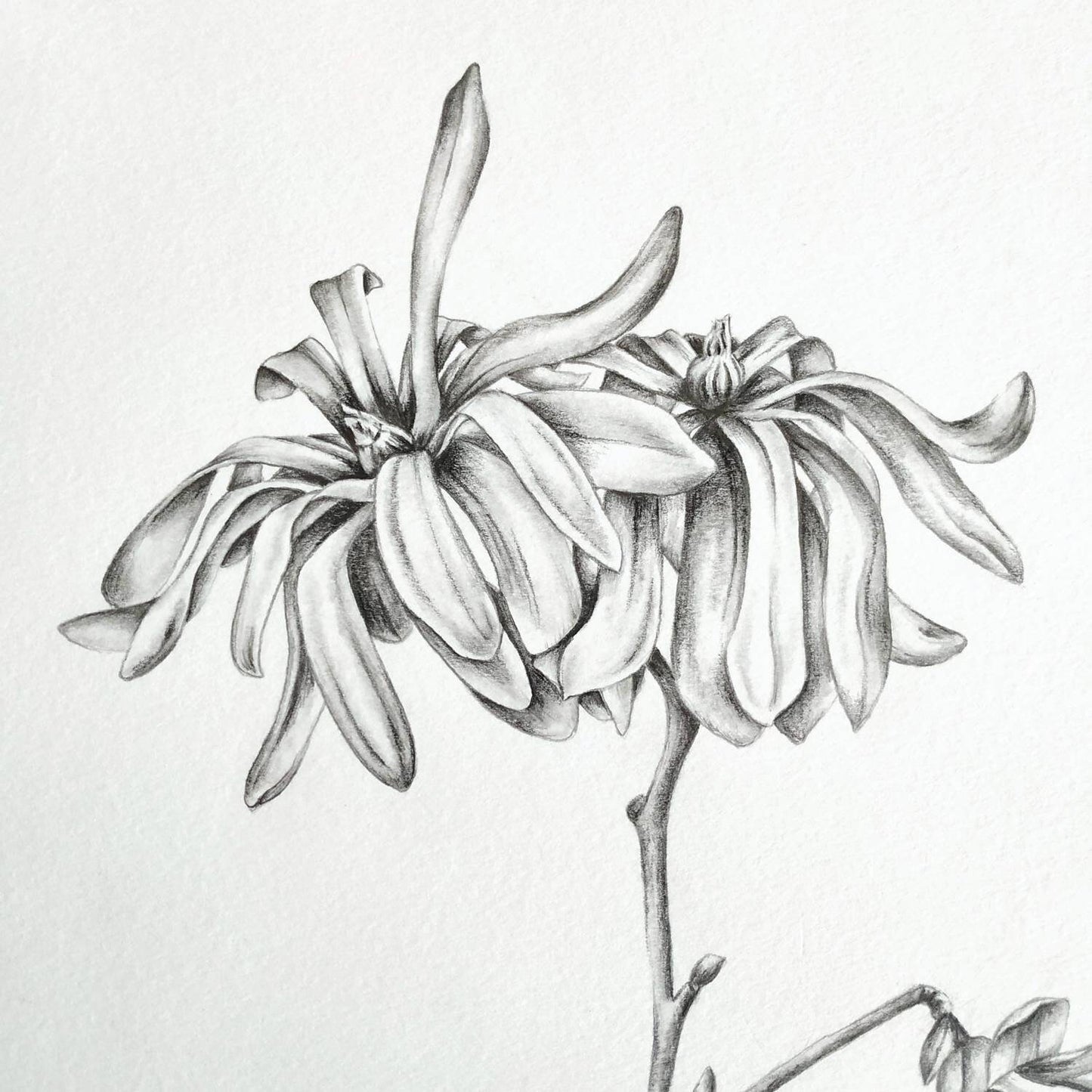 Star Magnolia - original botanical drawing, 8x10 inches