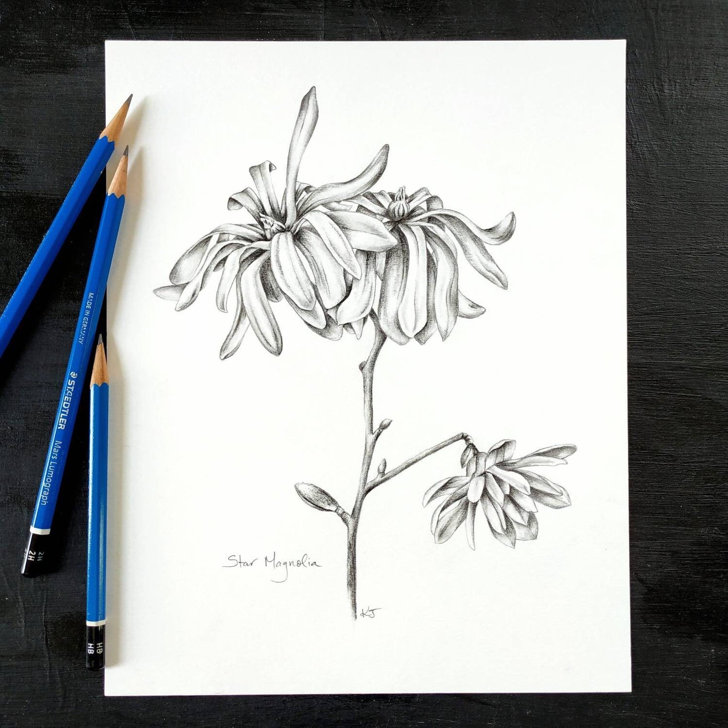 Star Magnolia - original botanical drawing, 8x10 inches