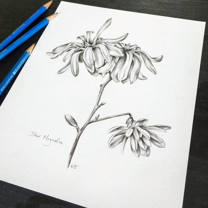 Star Magnolia - original botanical drawing, 8x10 inches