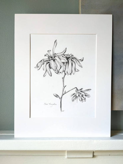 Star Magnolia - original botanical drawing, 8x10 inches